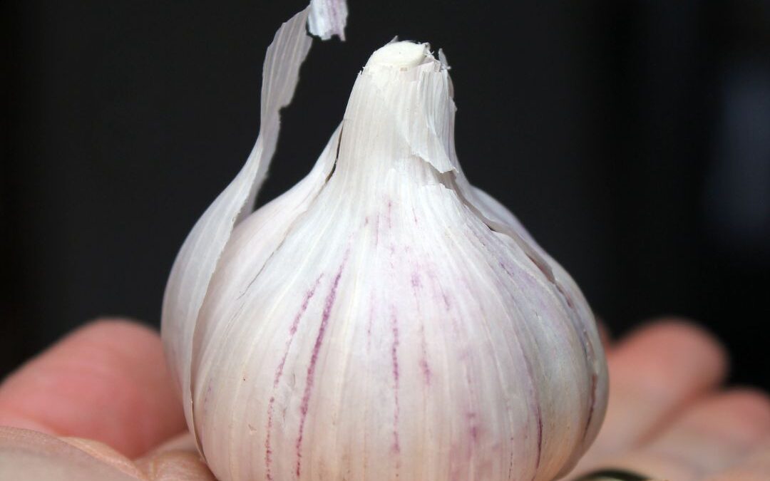 Knoblauch Schälen in Sekunden: Die Schütteltechnik