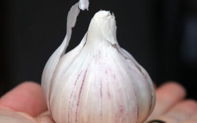 Knoblauch Schälen in Sekunden: Die Schütteltechnik